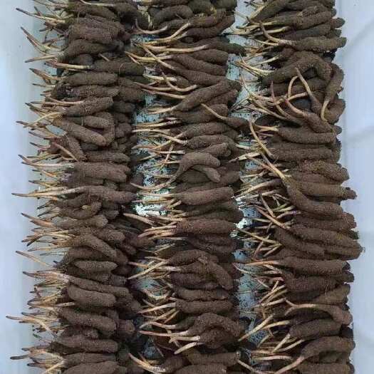 理塘县新鲜的冬虫夏草