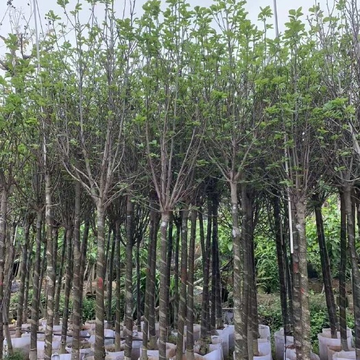 揭阳紫玉兰3-15分低价出售