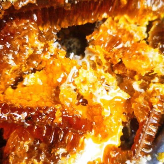 西昌市放在山里的蜜蜂，纯蜂蜜，不带任何加工，本蜂蜜连同蜂巢一起销售
