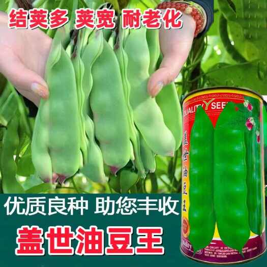 中熟油豆种子鹏勃油豆种子太空油豆角种子超早架油豆种子