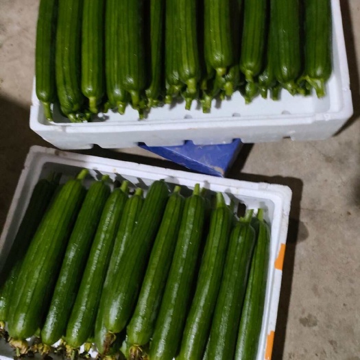 江阴市肉丝瓜