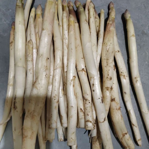 单县芦笋白芦笋地头直收