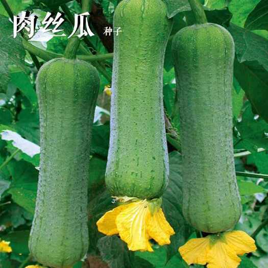 河间市营养肉丝瓜种子四季农田菜地种植早熟耐渍水耐肥力脆甜嫩肉丝瓜籽