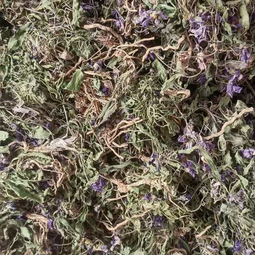 玉林紫花地丁
