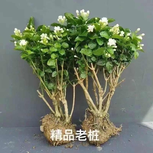 南宁广西横州精品老桩茉莉花3年苗