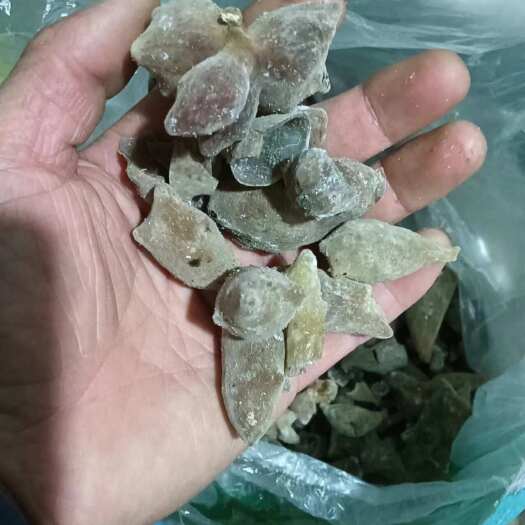 宁强县五倍子当季新货懂的下手