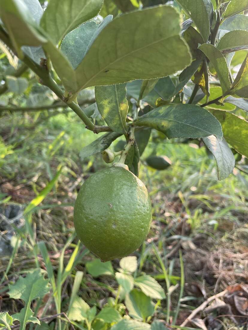 广东香水柠檬产地直发  新鲜奶茶店专用柠檬薄皮厚皮