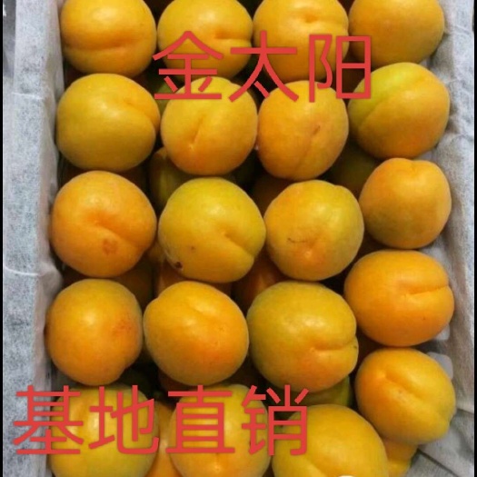 临猗县运城临猗金太阳杏新鲜采摘核果仁果类水果批发零售