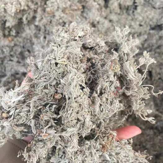 广州棉茵陈 茵陈 今年新货山东靓茵陈 干净无泥  山东茵陈