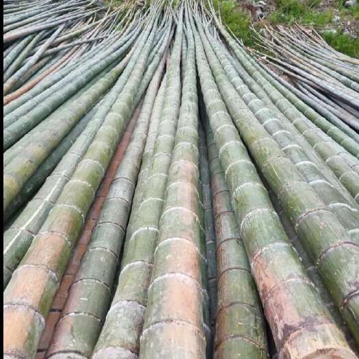 桂阳县楠竹
