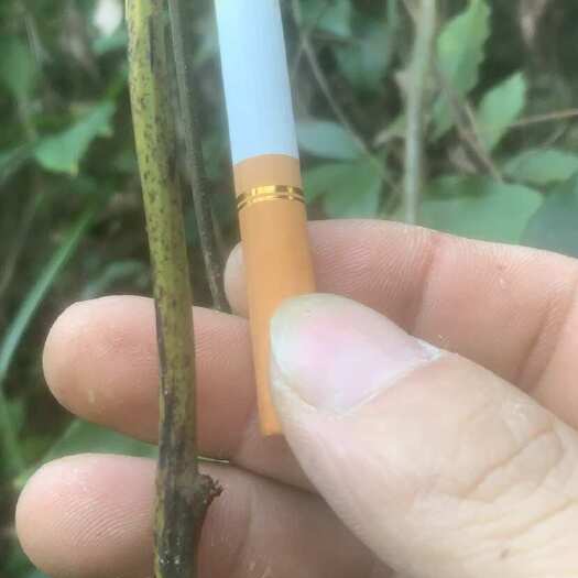 德保县野生山药，淮山，一天几十斤，需要的可以联系