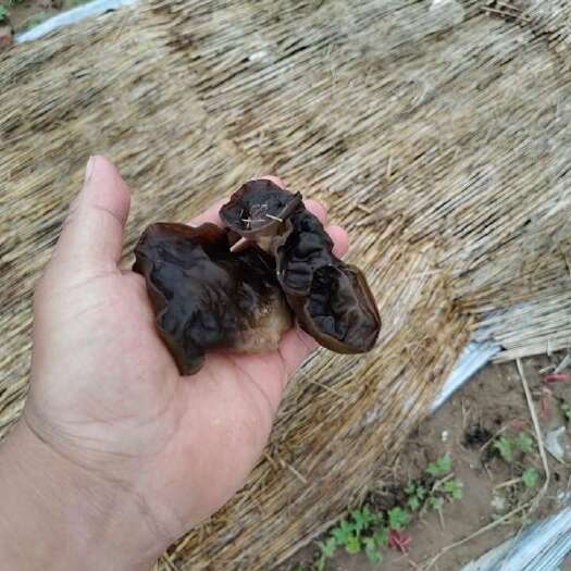 饶阳县木耳