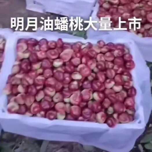 威县油蟠桃
