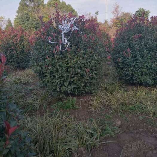 沭阳县高150厘米，冠150厘米红叶石楠球