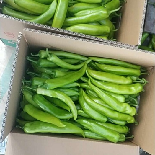 诏安县黄皮，总黄皮，电商货