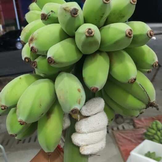 南宁禁止焦虑水培香蕉苹果蕉