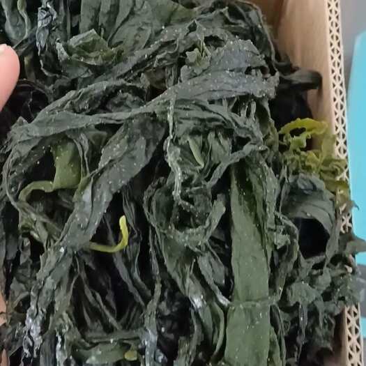 裙带菜产地直发鲜和压干两种鲜品保质期短可以也定