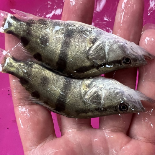 南宁桂鱼苗  鳜鱼苗，桂花 鱼苗，翘嘴鱼鳜鱼苗提供养殖技术