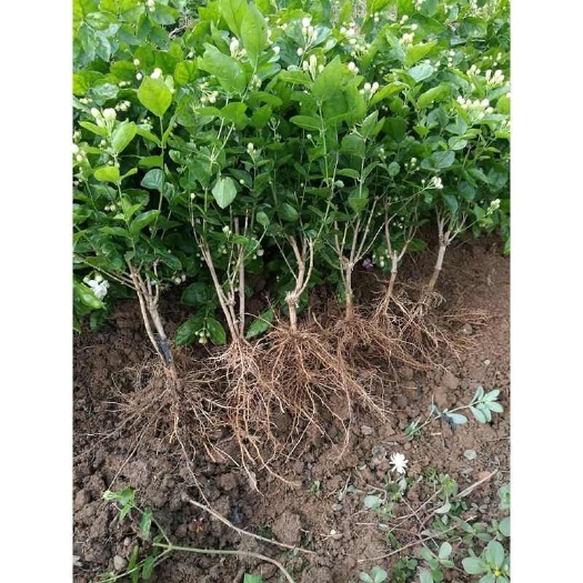横州市广西横县茉莉花两年生裸根苗批发零售