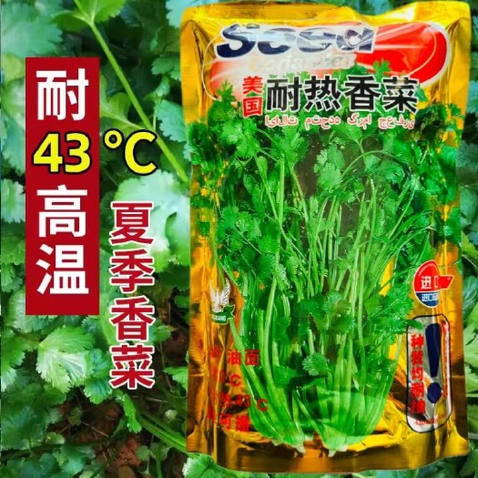 宿迁美国耐热香菜种子耐热耐寒耐抽苔芫荽种子极速369香菜种子
