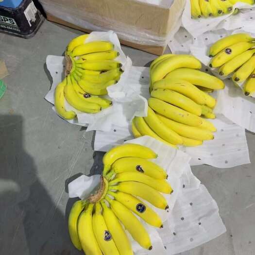 上海菲律宾精品二黄香蕉，规模4-5-6把、支持现场验货看货