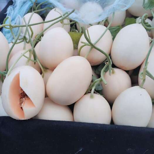 莘县东方蜜甜瓜