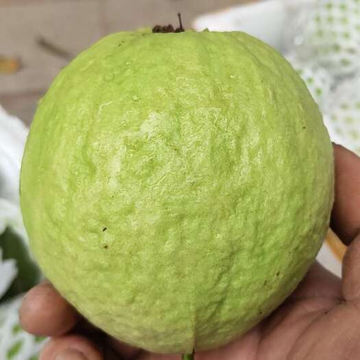 廉江市红心芭乐番石榴