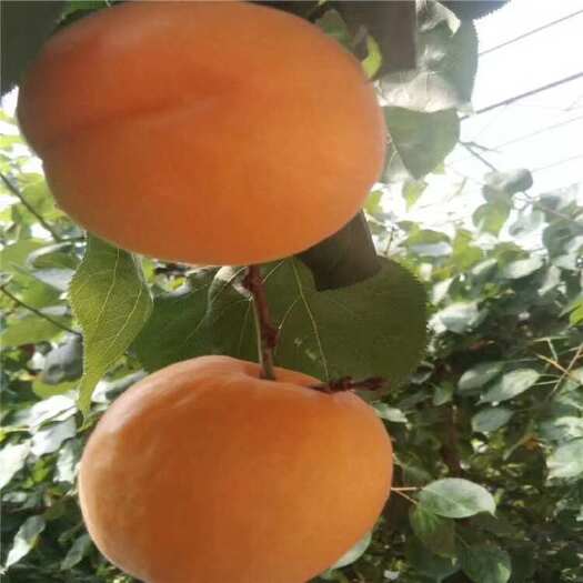  金太阳杏