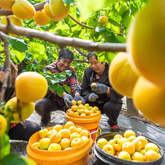 大荔县金太阳杏大量上市产地直发全国发货欢迎联系。