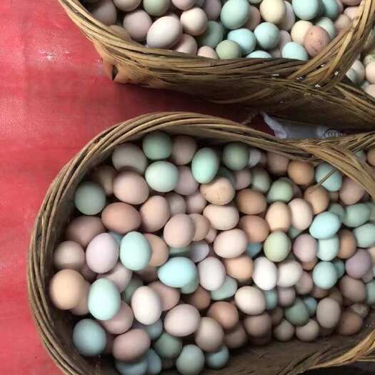 桂林自繁虫子养跑山土鸡，啄食五谷杂粮虫子虫，
