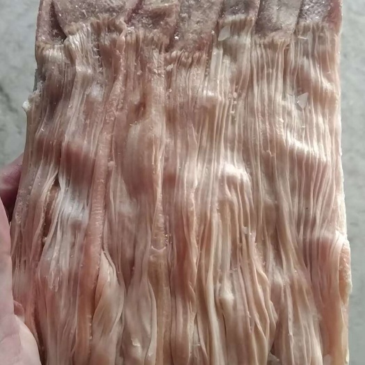鸭食管  鸭食带  鸭板肠