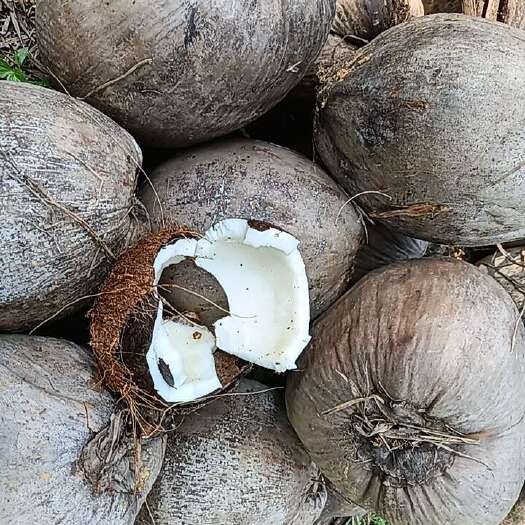琼中县老椰子肉椰汁椰蓉椰粉