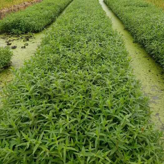 惠州千屈菜