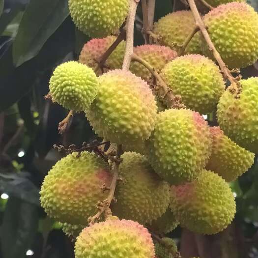 高州市高州市妃子笑荔枝