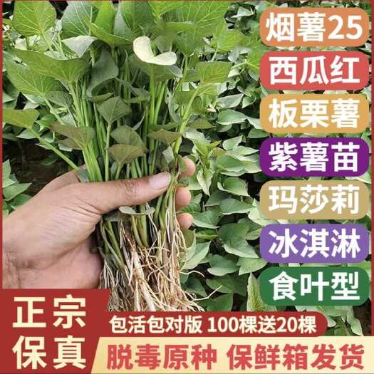 夏津县西瓜红 红薯苗（正品上市 现货供应)[水果地瓜]