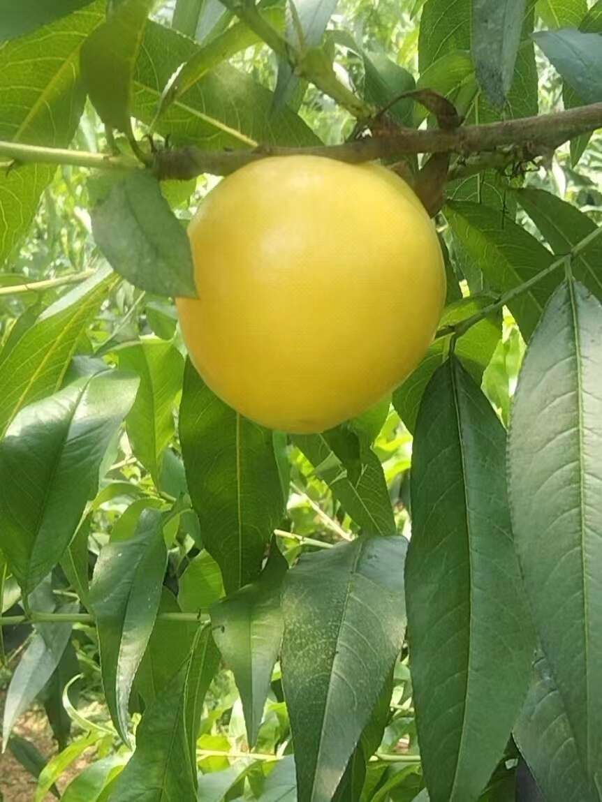 山东蒙阴黄油桃。支持一件代发，落地陪，现摘现发。发往全国