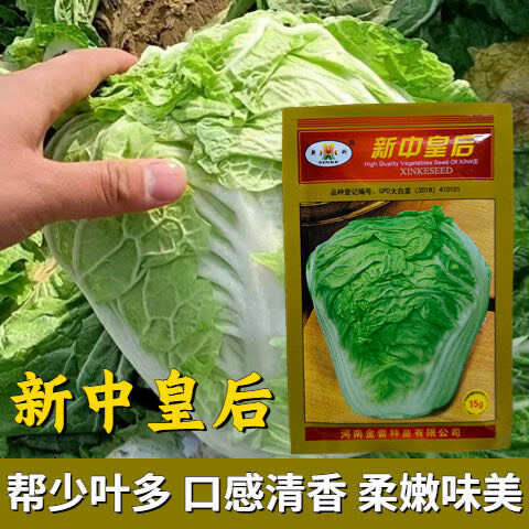 长沙新科新中皇后白菜种子原装个头大口感好晚熟品种生长期78天中包