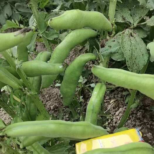 伊川县鲜蚕豆纯人工除草不施肥不打药