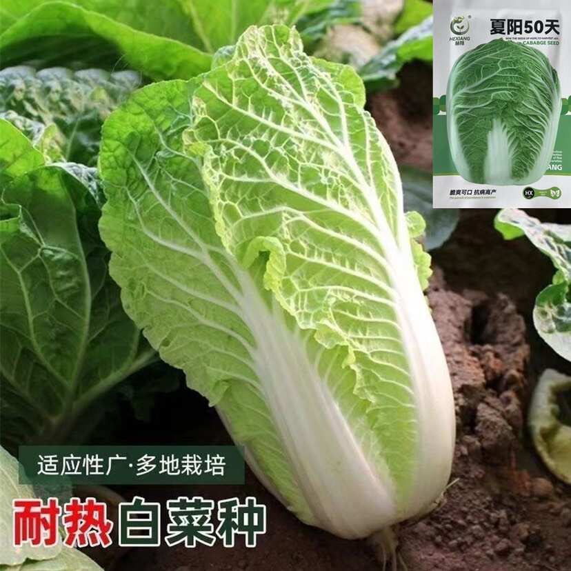 夏阳50天白菜种子夏秋白菜种子大白菜种子