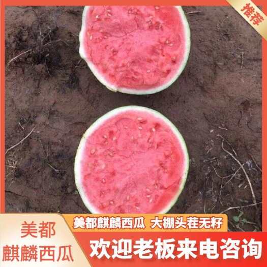 夏邑县麒麟西瓜，自生苗，大棚种植，头茬无籽！甜度高，量大，基地直供