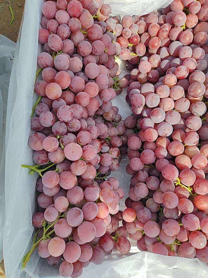 原产地红提葡萄大批量上市欢迎看货下单