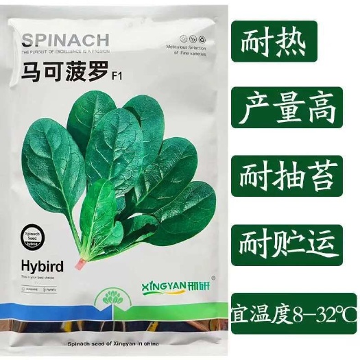 沭阳县菠菜种子马可菠罗大叶菠菜种子抗病耐热耐寒越冬四季农家蔬菜种籽