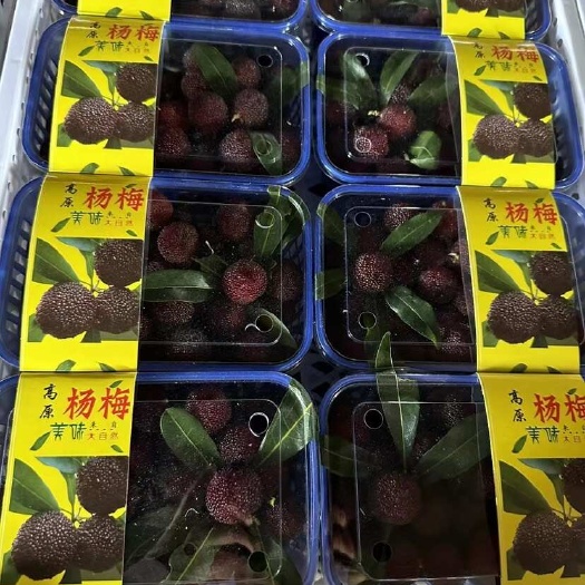 石屏县杨梅 自己家基地