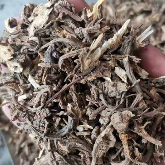 亳州藁本 辽藁本 新疆藁本【实图照片假一赔十】