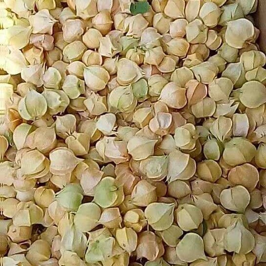 菇茑