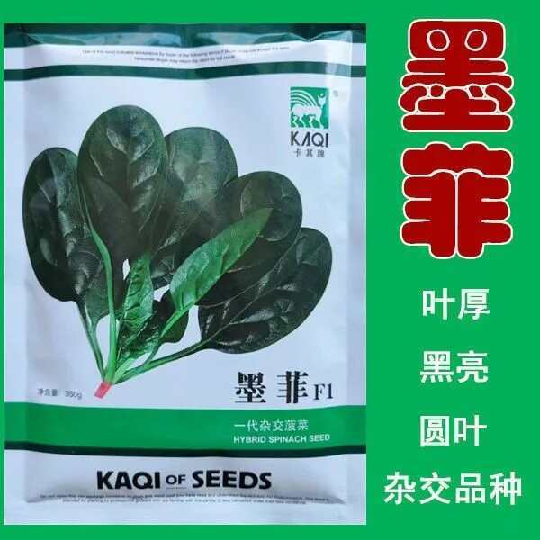 卡其墨菲大叶菠菜种子抗病耐热耐寒越冬盆栽四季播农家蔬菜种籽