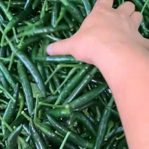 绿小米
