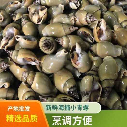连云港捞汁小青螺冷冻海鲜新鲜速冻翡翠螺螺类大个商用批发捞汁海螺