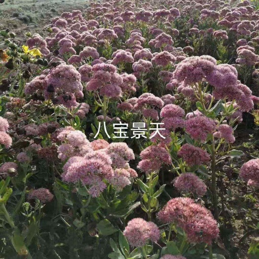 扶风县鸢尾 景天  萱草 八宝景天 金娃娃萱草 大小规格营养钵杯苗