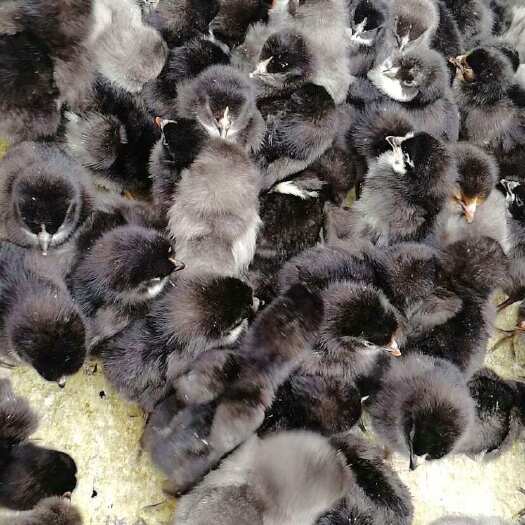 昆明五黑绿壳蛋鸡  脱温鸡苗